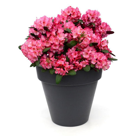 Livraison plante Rhododendron 'Wine & Roses'® - ↨20cm - Ø13cm - arbuste fleuri