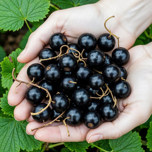 Livraison plante Ribes Jostabes – Lot de 3 – Pot 9 cm