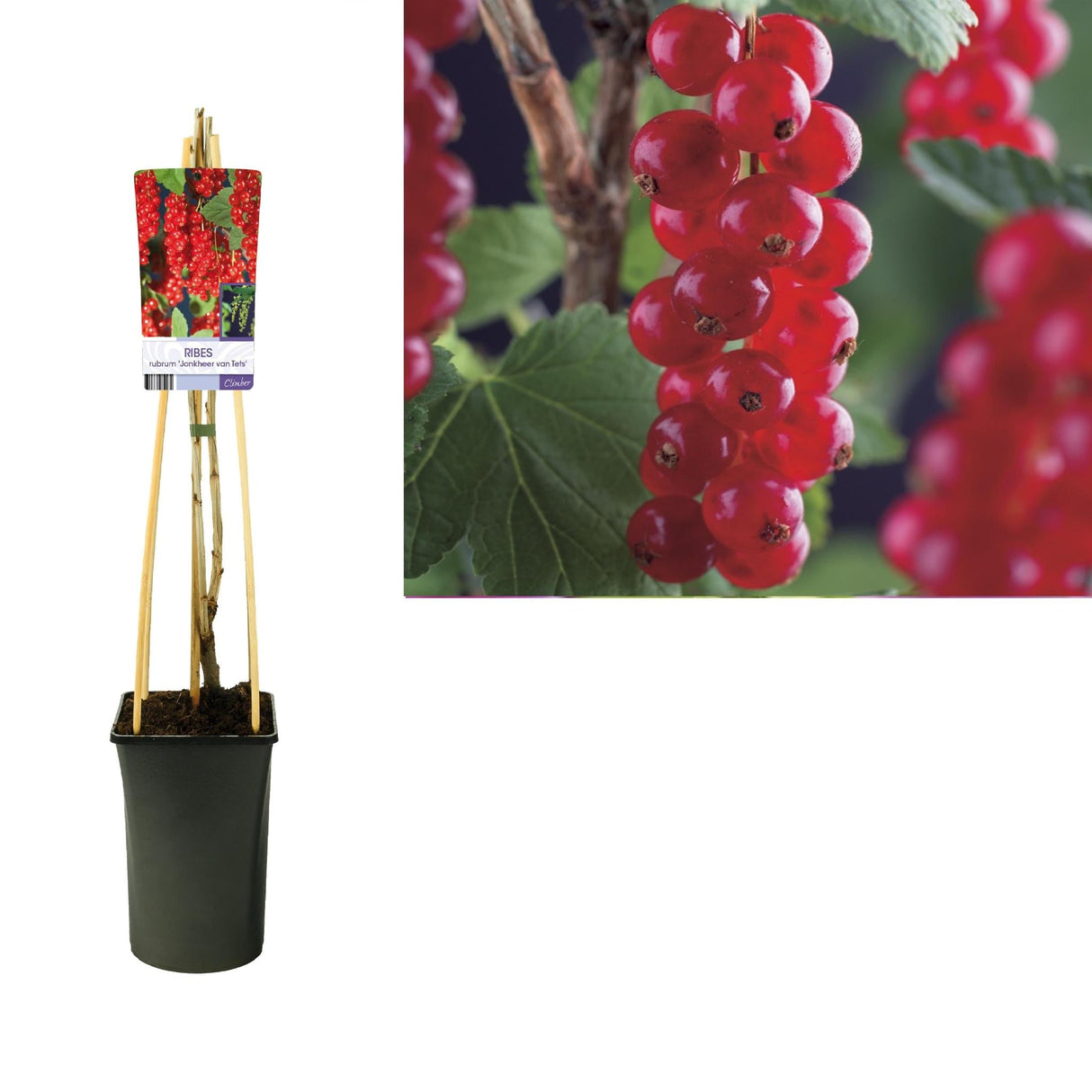 Livraison plante Ribes Rubrum 'Jonkheer Van Tets' +light Label - Ø17cm - ↕75cm