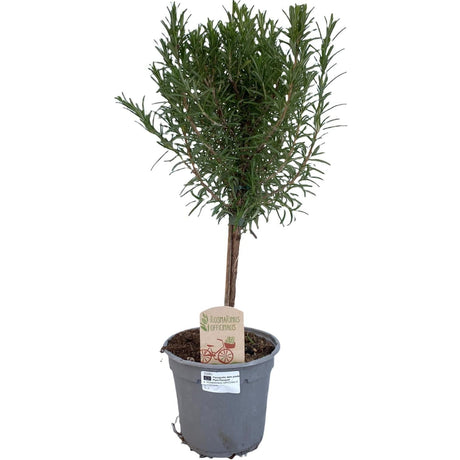 Livraison plante Romain en pot d14cm h45cm