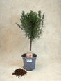 Livraison plante Romain en pot d14cm h45cm