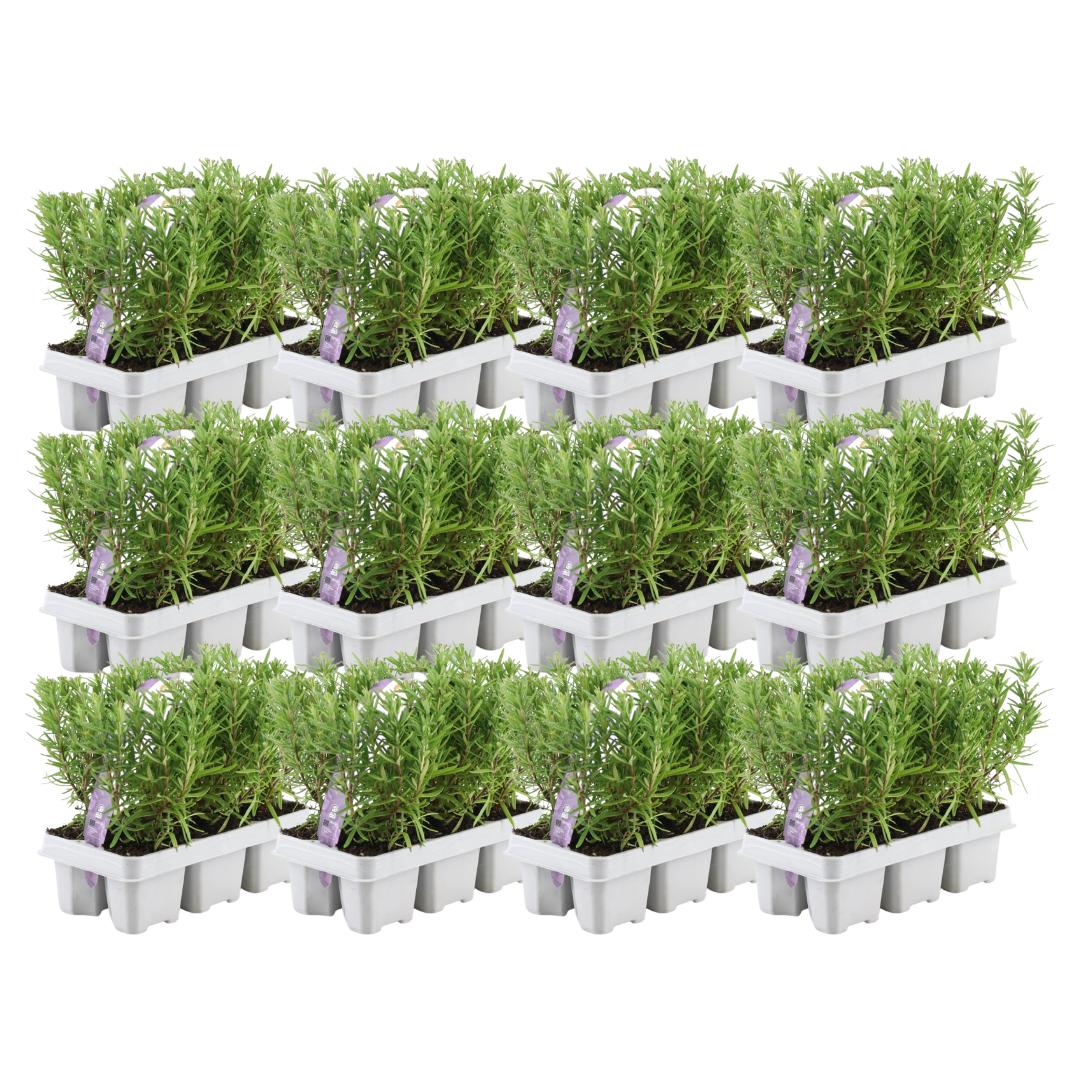 Livraison plante Romarin - 12 packs de 6