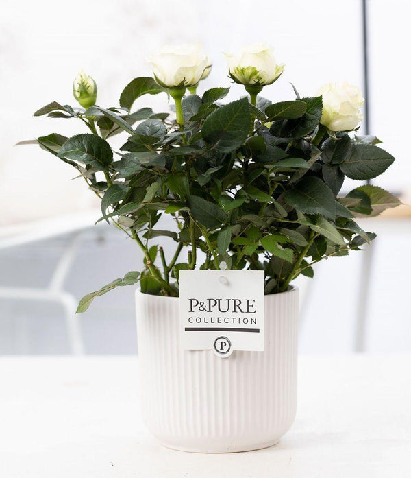 Livraison plante Rosier blanc et pot en céramique blanc