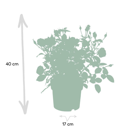 Livraison plante Rosier blanc - plante fleurie d'extérieur