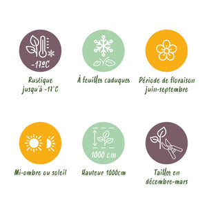 Livraison plante Rosier grimpant Spring Queen – Lot de 2 – Pot 11 cm