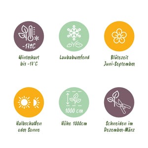 Livraison plante Rosier grimpant Spring Queen – Lot de 2 – Pot 11 cm