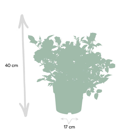 Livraison plante Rosier orange - plante fleurie d'extérieur