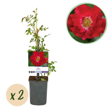 Livraison plante Rosier Rosa Red Queen – Lot de 2 – Pot 11 cm – Hauteur 40 cm