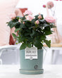 Livraison plante Rosier rose et pot en céramique vert