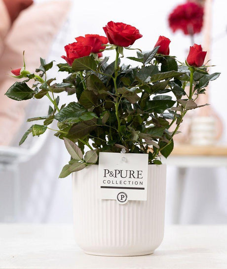 Livraison plante Rosier rouge en pot céramique blanc