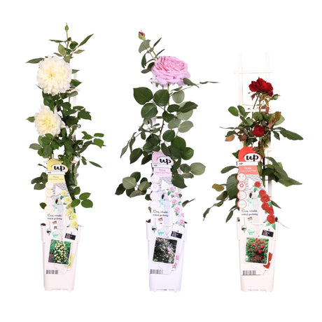 Livraison plante Rosier rouge, rose, blanc - lot de 3 - ↨65cm - Ø15 - plante d'extérieur fleurie