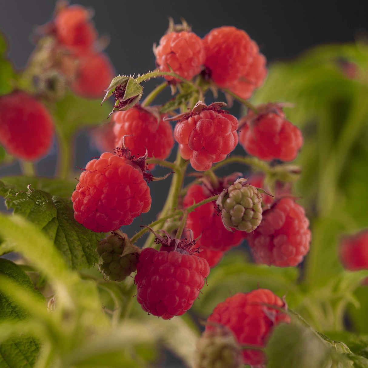 Livraison plante Rubus Idaeus 'Zefa Herbsternte' +3.0 Label - Ø17cm - ↕75cm