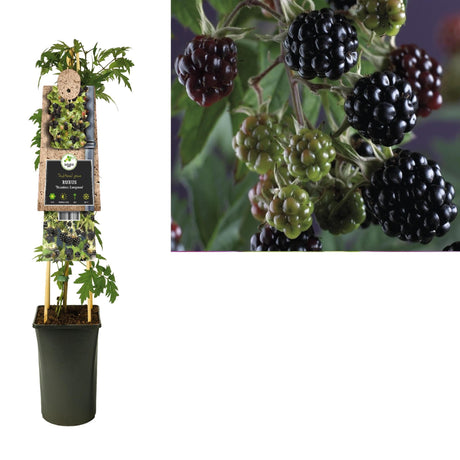 Livraison plante Rubus 'Thornless Evergreen' +3.0 Label - Ø17cm - ↕75cm