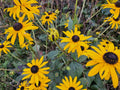 Rudbécquia (Rudbeckia fulgida) 'Goldsturm'