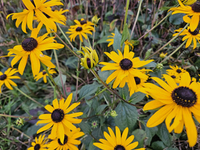 Rudbécquia (Rudbeckia fulgida) 'Goldsturm'