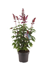 Livraison plante Salvia salgoon couleur framboise