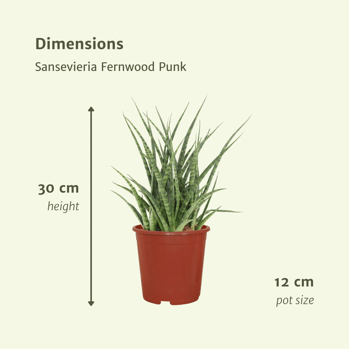 Livraison plante Sansevieria Fernwood Punk - Lot de 2