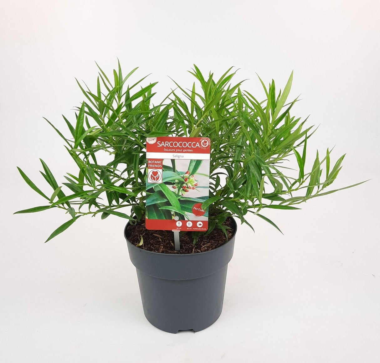 Livraison plante Sarcocoque à feuilles de saule - ↨25cm - Ø17cm - plante de haie