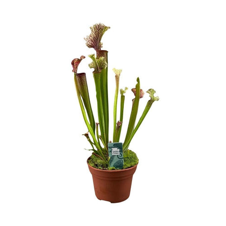 Livraison plante Sarracenia Juthatip Soper