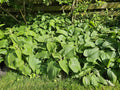 Sálvia de Jerusalém (Phlomis russeliana) 'Russeliana'