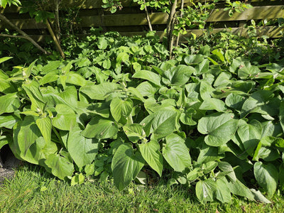 Sálvia de Jerusalém (Phlomis russeliana) 'Russeliana'