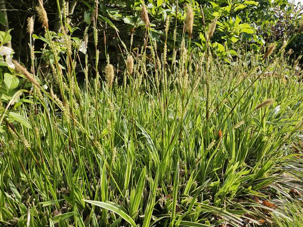 Livraison plante Sauge de Morrow aureovariegata