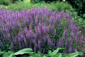 Sálvia-dos-Bosques (Salvia Nemorosa) 'Caradonna'