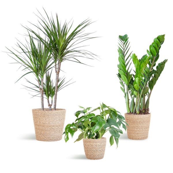 Livraison plante Schaduw Plantenbox - medium - met mand Sofia