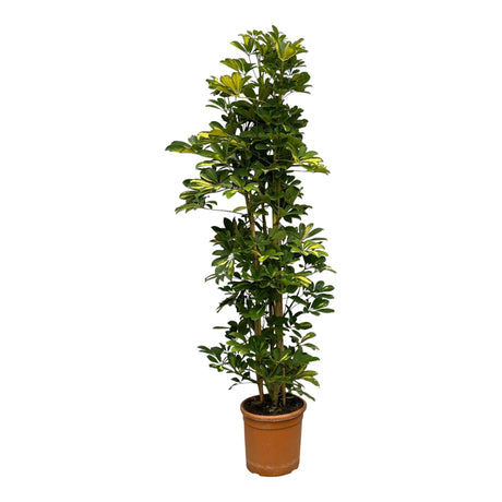 Livraison plante Schefflera Gold Capella