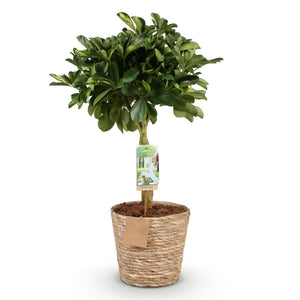Livraison plante Schefflera Gold Capelle et panier H75 cm
