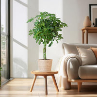Schefflera Arab Nora com Mand Sofia natural - 70cm - Ø21