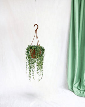 Livraison plante Senecio Herreianus