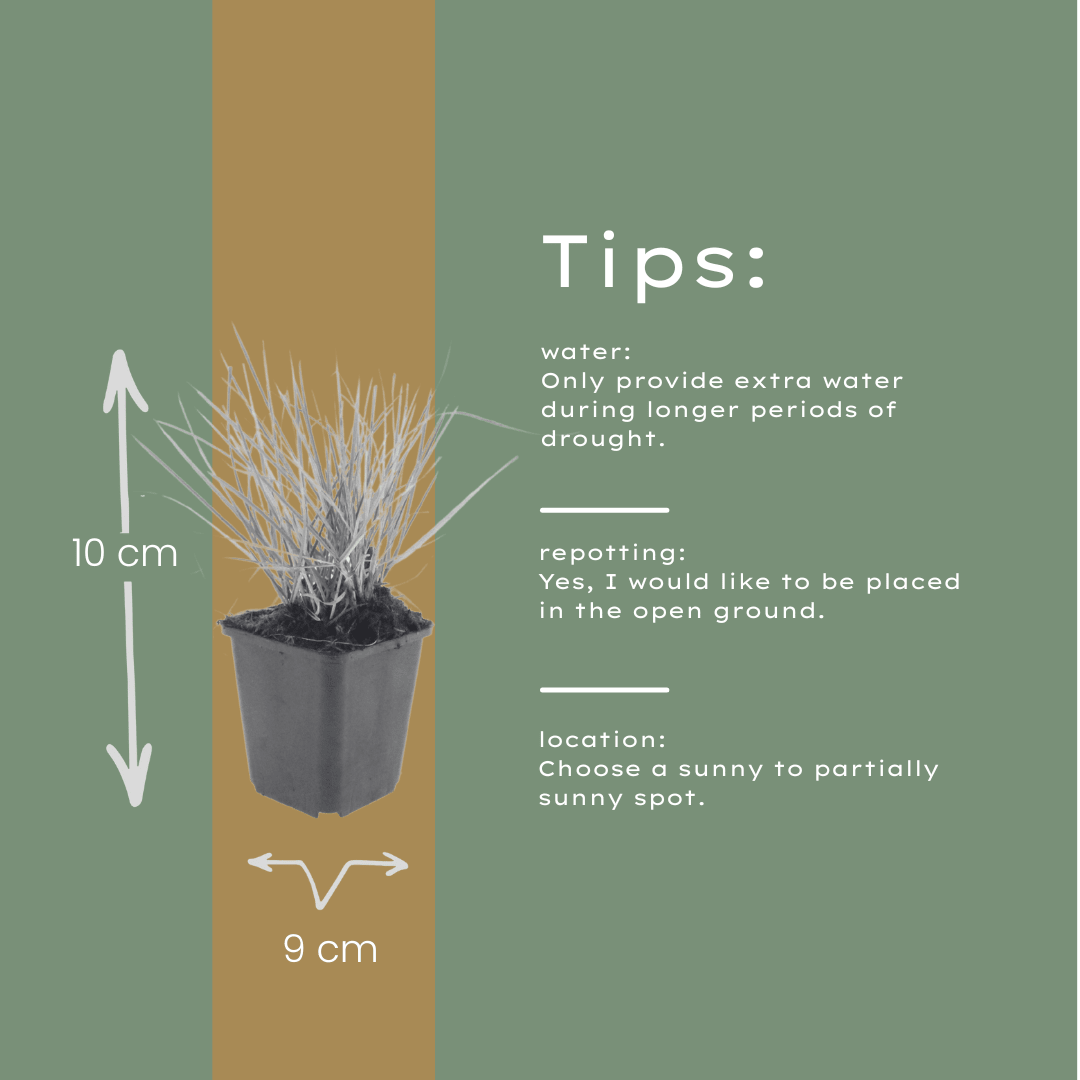Livraison plante Sesleria autumnalis