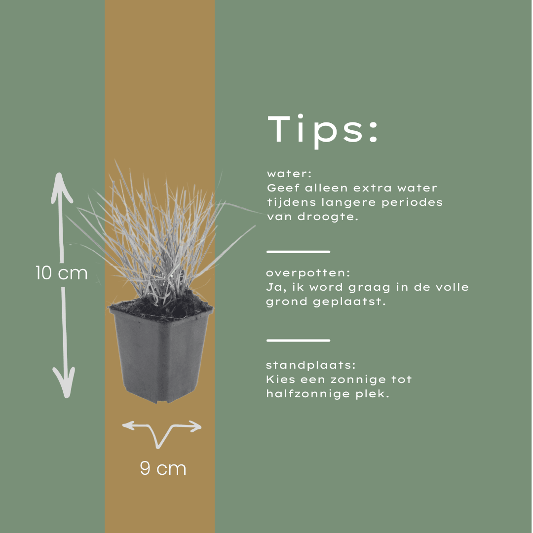 Livraison plante Sesleria autumnalis