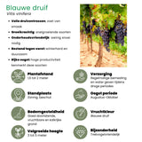 Livraison plante Set Bio de 5 Plantes Fruitières