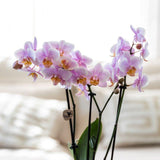 Livraison plante Set Cadeau Romantique: Orchidée Phalaenopsis Rose et Pots en Céramique