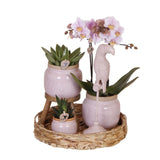 Livraison plante Set Cadeau Romantique: Orchidée Phalaenopsis Rose et Pots en Céramique