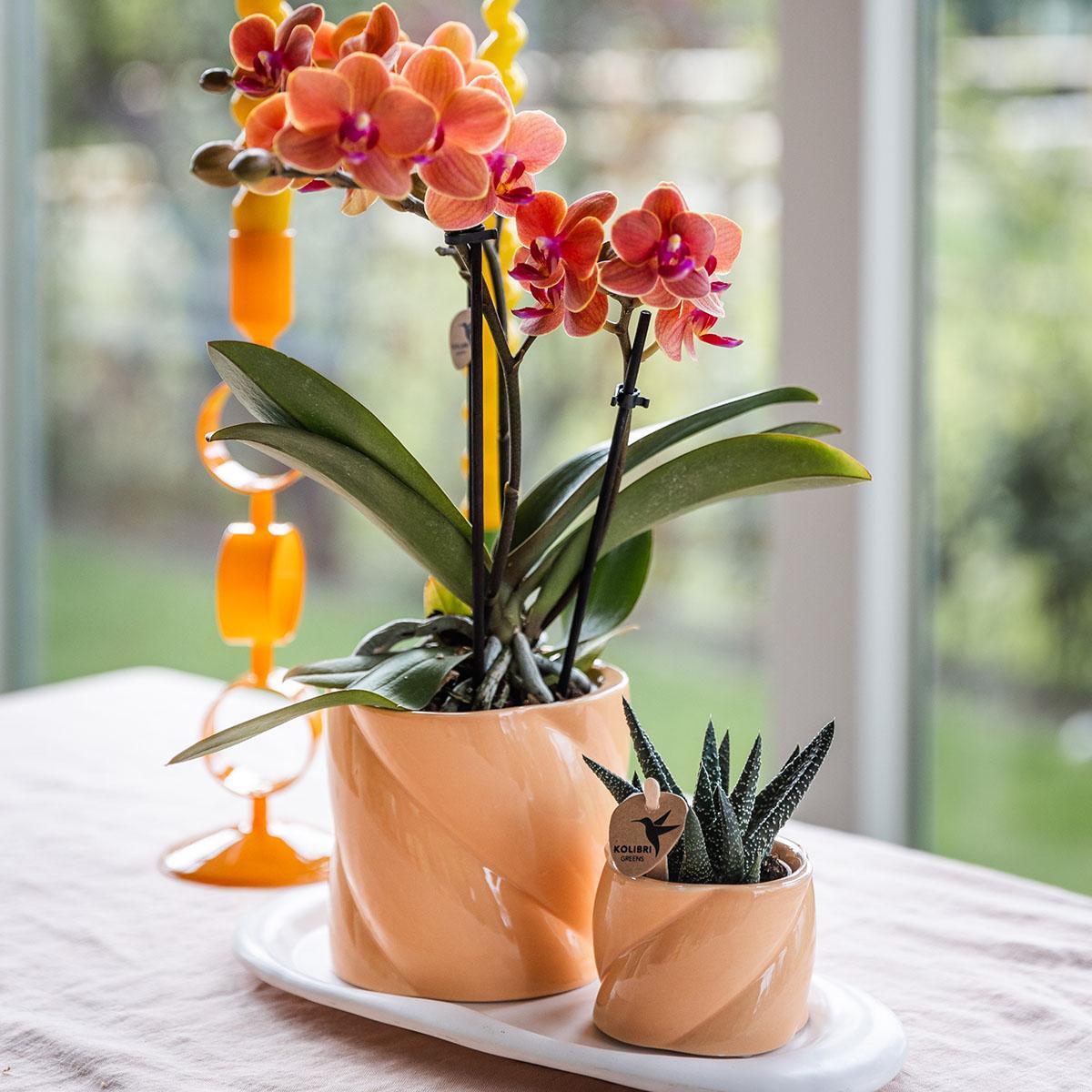 Livraison plante Set Optimism Peach: Orchidée et Plante Verte sur Plateau Blanc