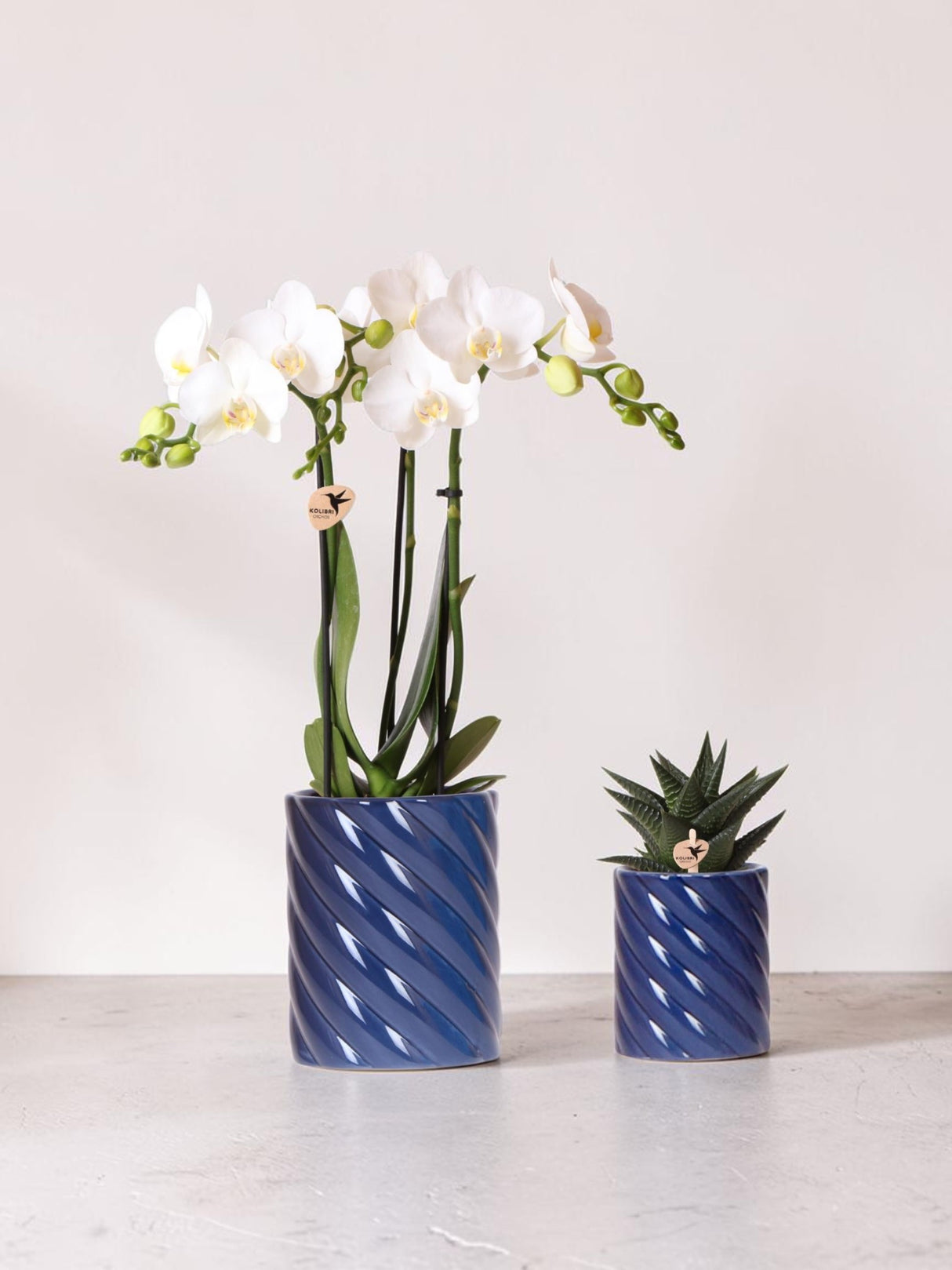 Conjunto de orquídea Phalaenopsis branca e Haworthia em potes de doces