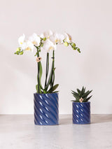 Conjunto de orquídea Phalaenopsis branca e Haworthia em potes de doces