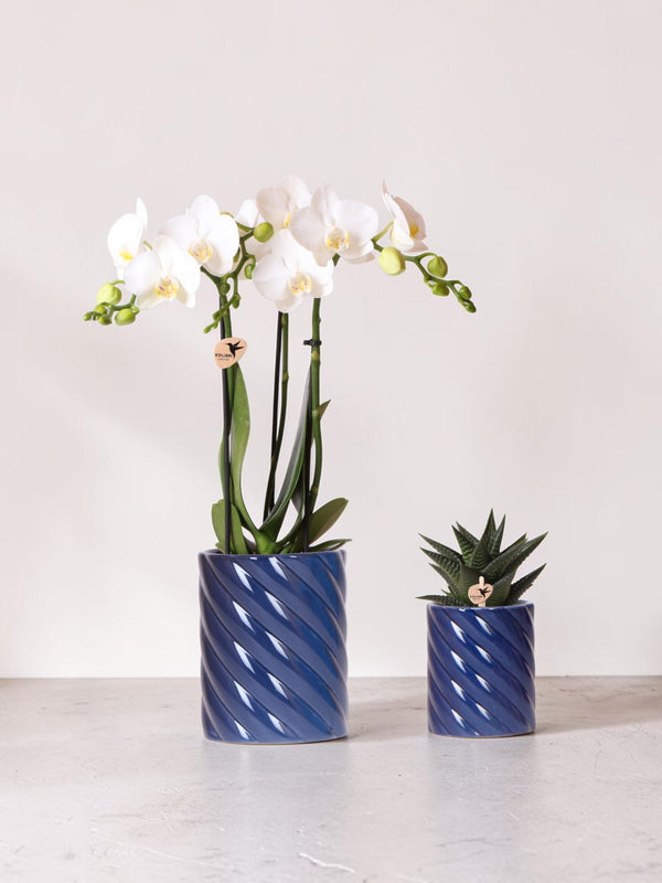 Conjunto de orquídea Phalaenopsis branca e Haworthia em potes de doces