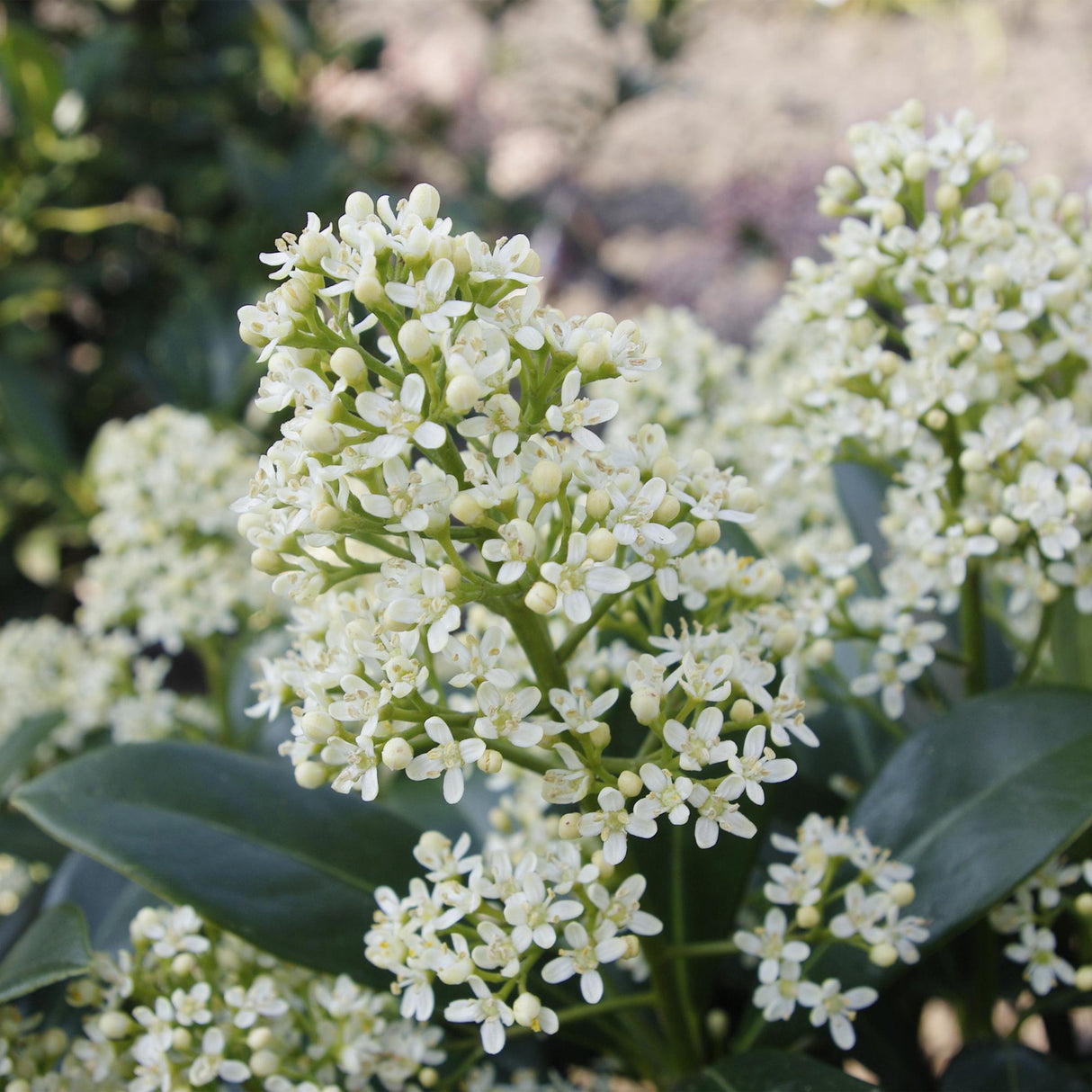 Livraison plante Skimmia japonica Finchy – Lot de 2 – Pot 10,5 cm