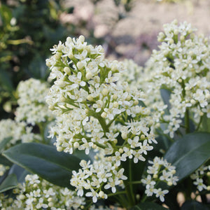 Livraison plante Skimmia japonica Finchy – Lot de 2 – Pot 15 cm