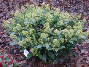 Livraison plante Skimmia japonica Finchy – Pot 19 cm – Hauteur 60 cm