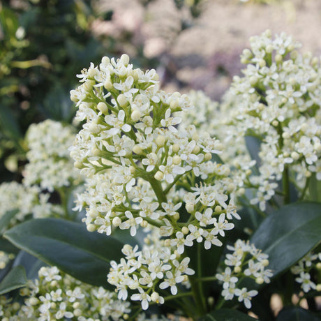 Livraison plante Skimmia japonica Finchy – Pot 19 cm – Hauteur 60 cm