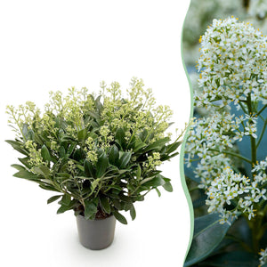 Livraison plante Skimmia japonica Finchy – Pot 19 cm – Hauteur 60 cm