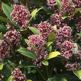 Livraison plante Skimmia japonica Rubella – Lot de 2 – Pot 15 cm