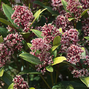 Livraison plante Skimmia japonica Rubella – Lot de 2 – Pot 15 cm