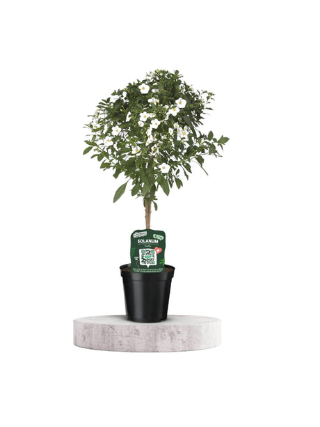 Livraison plante Solanum blanc