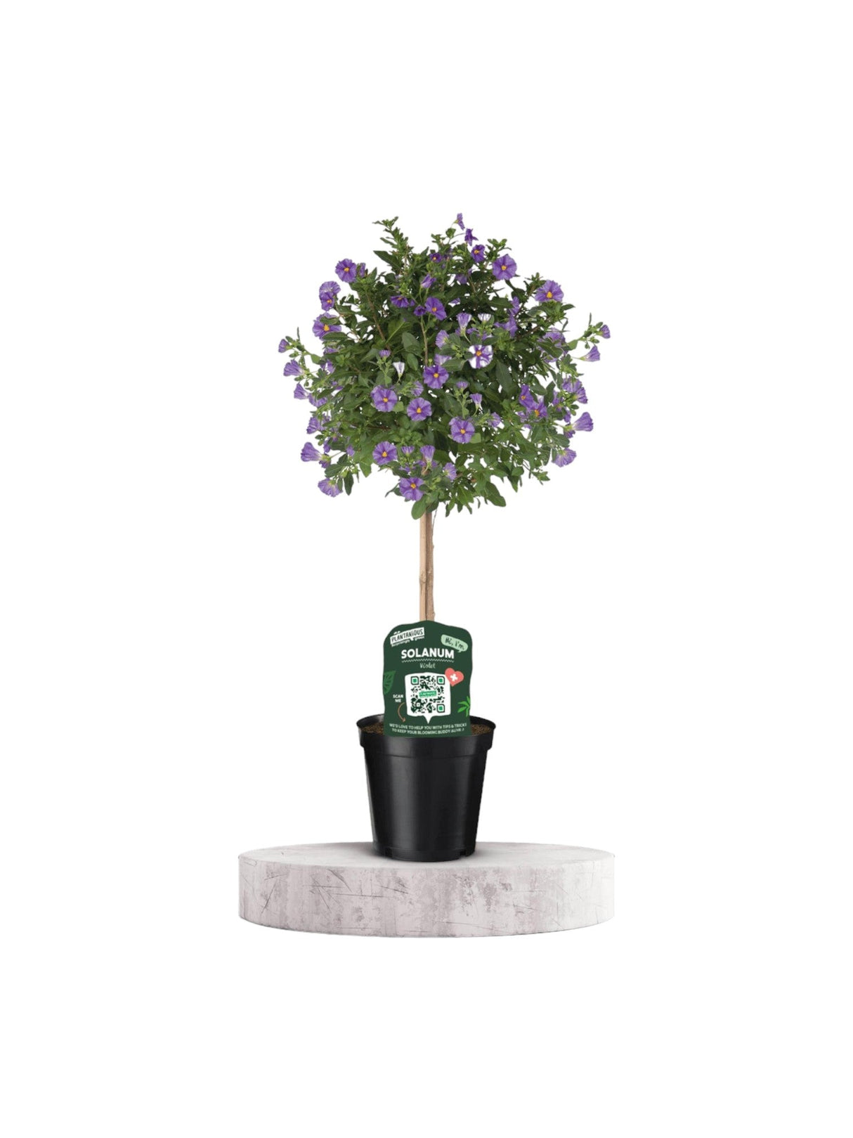 Livraison plante Solanum Rantoineti violet